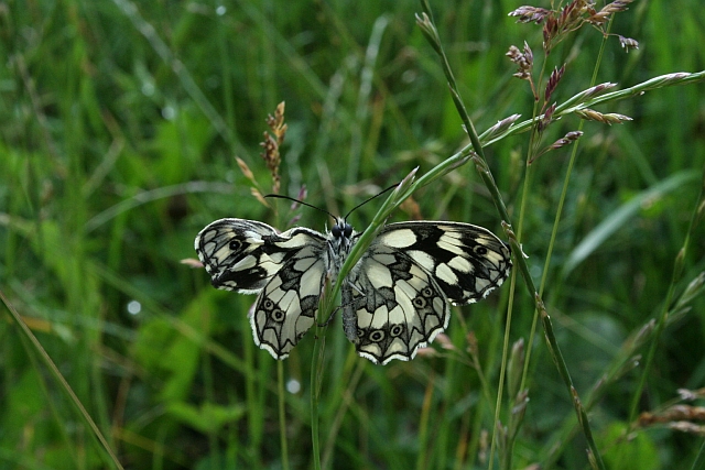 altro esemplare - Melanargia galathea